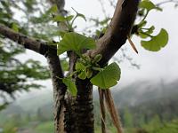  12 Mai 2012 - zum zweiten Mal bekommt Samuels Ginkgo auf der Landmark neue Blätter